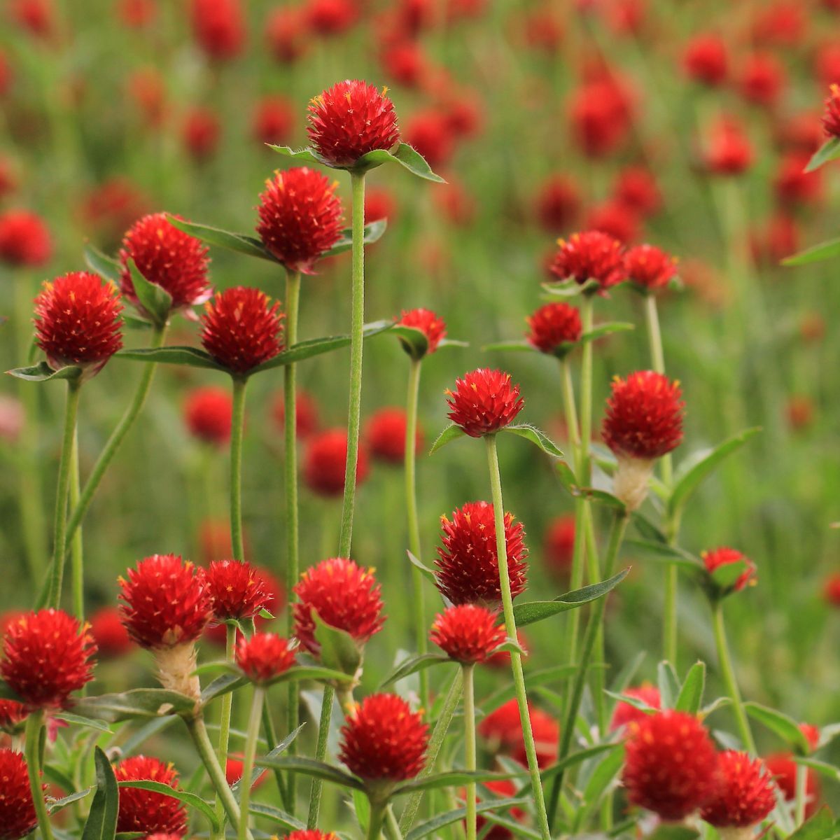 Globe Amaranth- Strawberry Fields